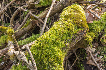 Obraz premium lichen in sunlight on an old tree trunk