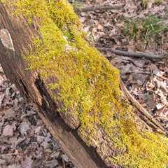 old tree trunk with lichen on