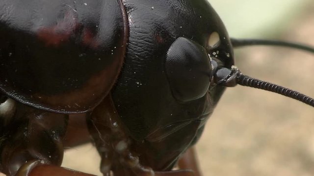 Macro pictures of crikets