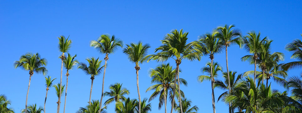 palmiers bannière