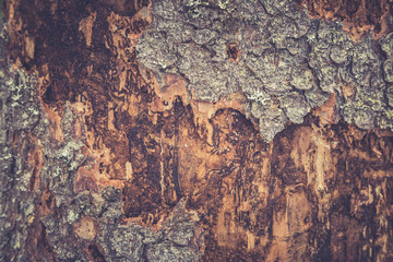 Naklejka premium Tree bark texture. Wooden texture. Toning photo