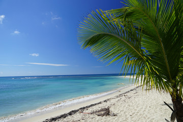 Fototapeta premium plage et cocotier
