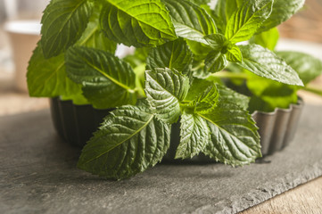 photo of delicious pepper mint in front of a black background