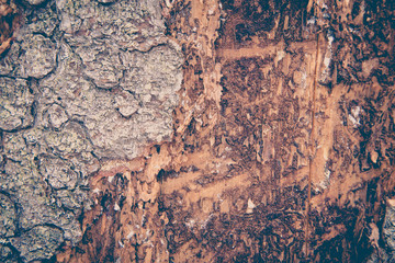 Tree bark texture. Wooden texture. Toning photo