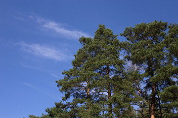 Sky and pine branch