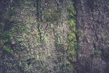 Tree bark texture. Wooden texture. Toning photo