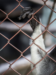 The red-shanked douc