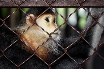 The red-shanked douc