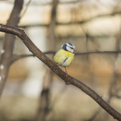 Eurasian blue tit, Cyanistes caeruleus, sitting in branches, closeup portrait, selective focus, shallow DOF