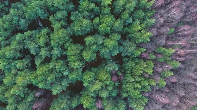 Dense coniferous forest top view aerial photography - a dense pine forest - 1