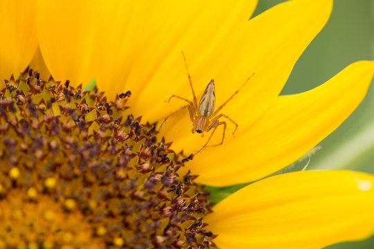 small beautiful life, closeup macro spider with sunflower.