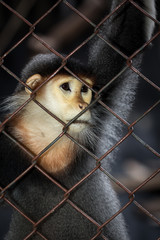 Fototapeta premium The red-shanked douc