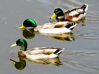 Mallards swimming