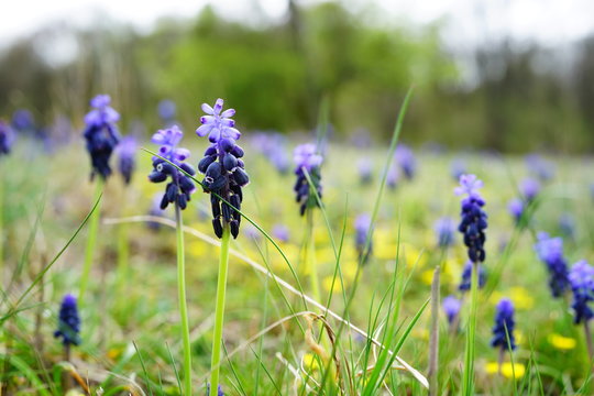 WeinbergsTraubenhyazinthe Images Browse 616 Stock Photos, Vectors