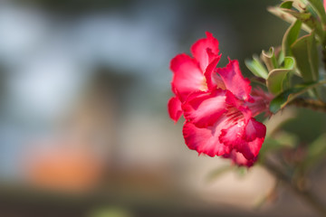 Fototapeta premium The desert rose