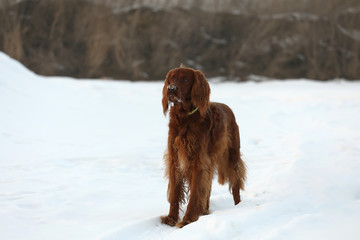  Red irish setter, Dog walking at winter
