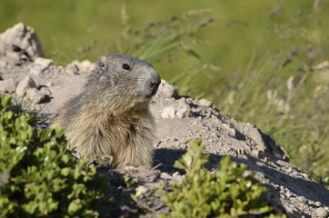 Naklejka na ściany i meble Portrait Alpine Marmot (Marmota marmota) standing before his hole in a ground in the French Alps, Savoie department at La Plagne