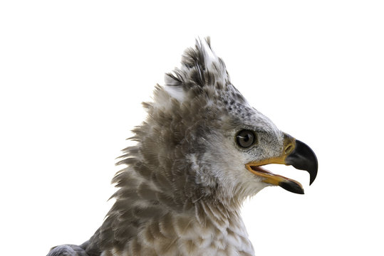 "Crowned Eagle" Images – Browse 309 Stock Photos, Vectors, and Video ...