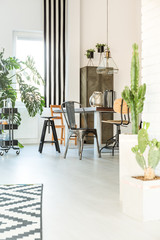Bright interior with cactus