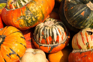 Pumpkin