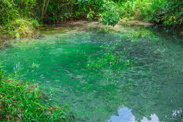 Emerald Pool or Emerald Lake, nature swamp in beautiful green blue lagoon water pond in the forest amazing travel location of Krabi Thailand.