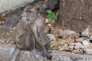 Obraz premium Long tail Macaque Monkey at Tiger cave Krabi Thailand.