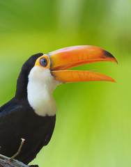 Colorful Toco Toucan with Green Background