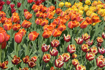 Fototapeta premium Cultivated of red tulips (Tulipa)