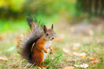 Naklejka na ściany i meble Cute red squirrel on the lawn