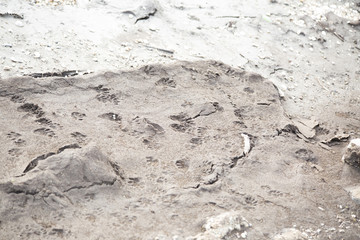 Raccoon Tracks