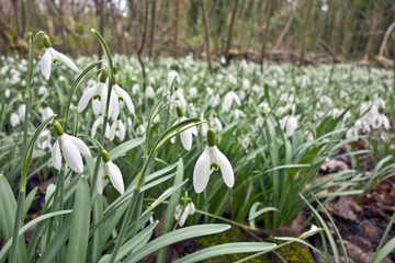 Beautiful Snowdrops In Woodland