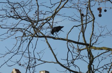 Krähe auf dem Baum