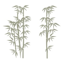 bamboo illustration