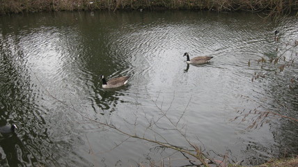 Gänse auf dem Teich © Sabiha