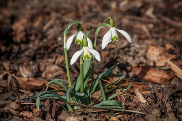 perce-neige au printemps