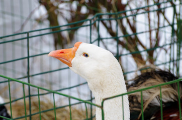 Goose sitting in a cage