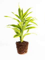 Fototapeta premium green plant and root anatomy isolated