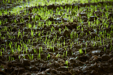 Młode źdzbła zboża na urodzajnej ziemi