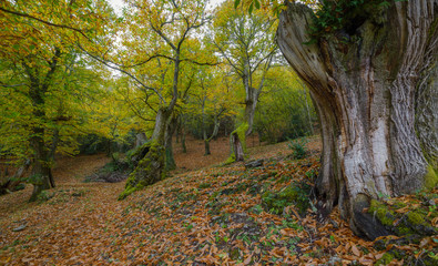 Autumnal aspect of a chestnut tree  forest