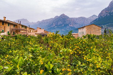 Orange Trees, Soller - Mallorca