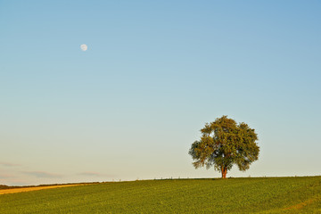 Samotne drzewo na polu z księżycem w tle