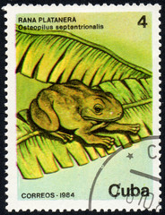 UKRAINE - CIRCA 2017: A stamp printed in Cuba, shows a frog Rana platanera Osteopilus...