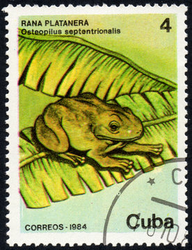 UKRAINE - CIRCA 2017: A stamp printed in Cuba, shows a frog Rana platanera Osteopilus septentrionalis, circa 1984