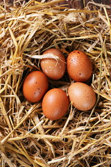 five eggs in nest 