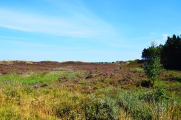 Heidelandschaft auf Rømø, Bolilmark