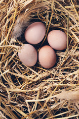 organic farm eggs
