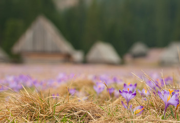 Beautiful crocuses in Chocholowska valley, Tatras Mountain, Poland © haidamac