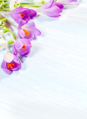 Obraz na płótnie Canvas Flower arrangement with crocuses and snowdrops