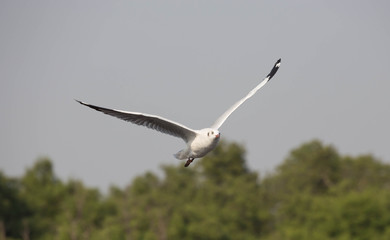 Seagull
