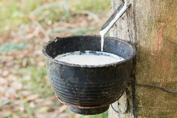 Tapping latex from a rubber tree